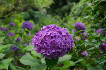 Fototapeta premium 濡れたアジサイをアップにした風景／Hydrangea