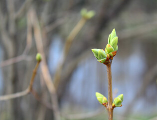 
Buds of a blossoming maple in spring close-up on a background of blue sky. Macro shot. Thing. Background, texture, substrate.