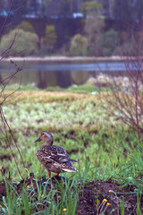 Duck family with duck chicks.