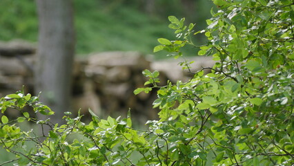 close up of bush