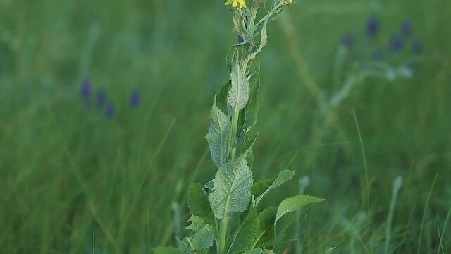 Yellow flower Verbascum thapsus Bear ear swings in the wind. Panorama from bottom to top. Close-up