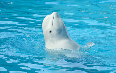 A large white dolphin swims in the pool.