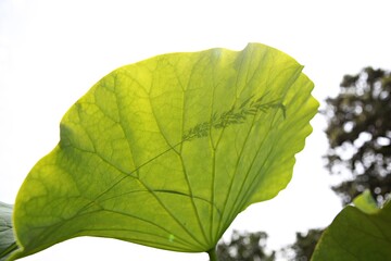 한국 경기도 안산시 관곡지 입니다