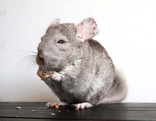 chinchillas that sit and gnaw food
