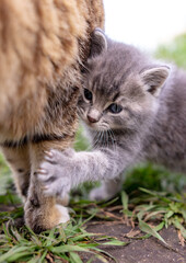 Obraz premium Portrait of a little kitten playing with mom