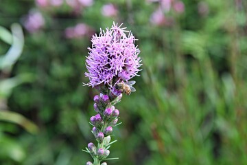 한국 경기도 안산시 관곡지 입니다