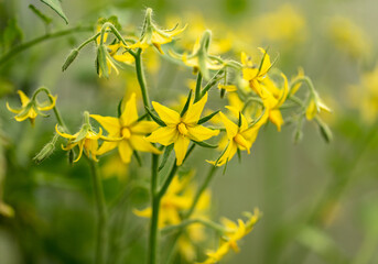 Yellow flowers on the branches of tomato