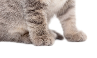 Cat paws isolated on a white