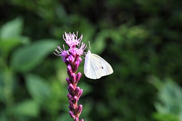 한국 경기도 안산시 관곡지 입니다