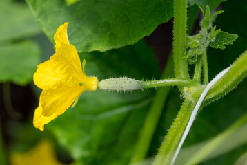 Yellow flowers on the branches of a cucumber