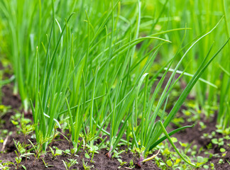 Fototapeta premium Green onion grows in the ground in the garden.