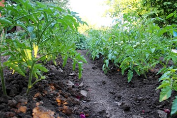 bushes of unsyeuly green tomatoes in the open ground. green tomatoes on the bed. agroculture, selective focus
