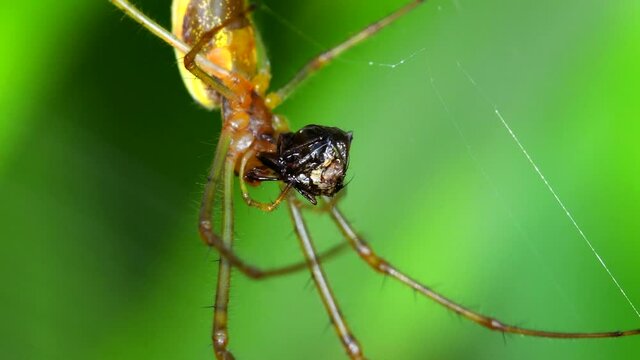 Shadow Stretch-spider, long-jawed orb weaver eats prey on a web. His Latin name is Tetragnatha montana.