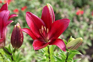 한국 경기도 안산시 관곡지 입니다