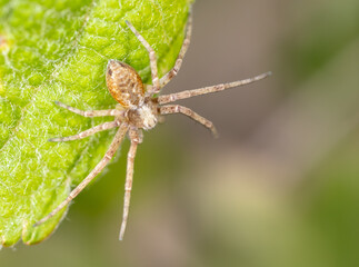Close up of a spider in nature.
