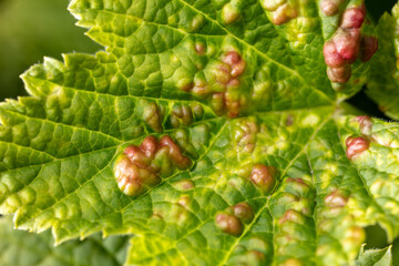 Close-up of a red wound on a green leaf from a biting aphid on nature.