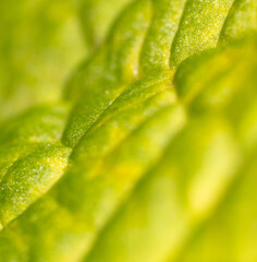 Close-up of a green leaf in nature.
