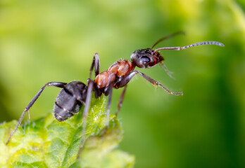 Close-up of an ant on a green leaf.
