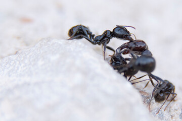 Fight to death on a branch between different rival ants to survive