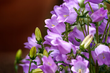 blue campanula Canterbury bells flowers in full bloom in summer cottage garden