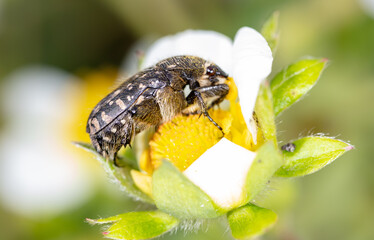 Large beetle on a white flower in nature.