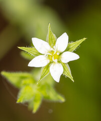 White flower on a plant in the park.