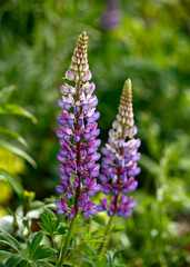 Fototapeta premium Purple Blue lupin flowers blooming in summer cottage garden