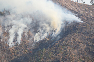 forest with smoke after wildfire