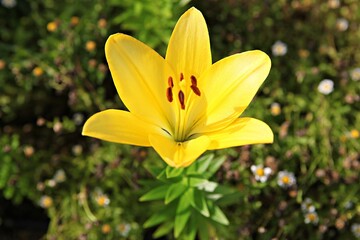 한국 경기도 안산시 관곡지 입니다