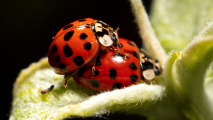 Close-up of two ladybugs making love in nature.