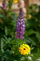 Purple Blue lupin and calebdula flowers blooming in summer cottage garden