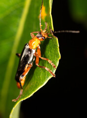 Close-up of a beetle on a green leaf in nature.
