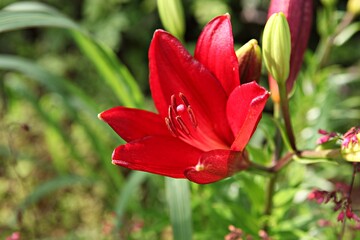 한국 경기도 안산시 관곡지 입니다