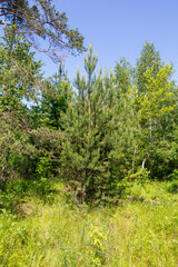 Coniferous and deciduous trees in the summer forest.