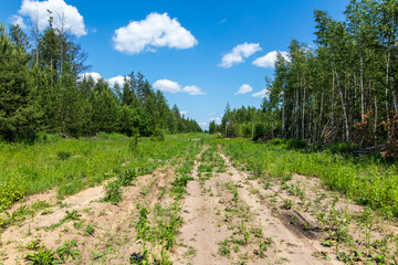 Fototapeta na wymiar Dirt road in the summer forest.