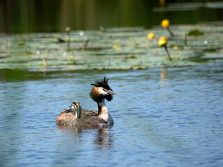 Great Crested Grebe (Podiceps cristatus) with baby in the lake, surrounded by water and water lilies, in a natural environment