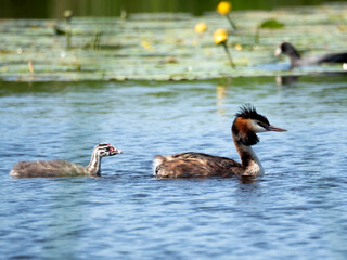 Great Crested Grebe (Podiceps cristatus) with baby in the lake, surrounded by water and water lilies, in a natural environment