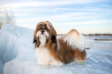 Shih Tzu standing on an ice floe with icicles. Portrait Shih Tzu puppy, 9 months old