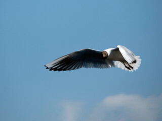 A seagull in flight against a blue sky background on a sunny day