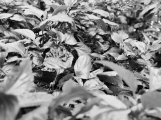Piles of leaves
