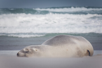 Seelöwe am Cape Saunders Neuseeland