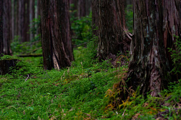 Obraz premium 新緑のコケに覆われた森