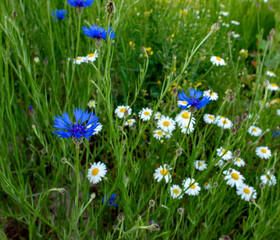 Obraz na płótnie Canvas flowers of cornflower and daisies in the meadow