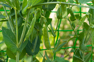 green peas growing in the garden