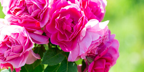 Obraz premium Roses. Delicate background with blooming rose flowers.