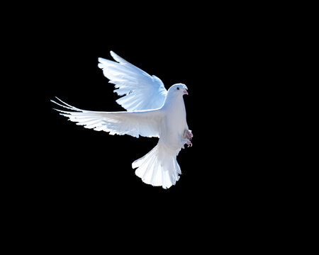 homing pigeon with spread wings isolated on black background. white dove flying on black background freedom concept. peace bird flying freely.