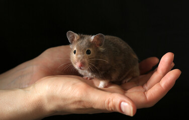 Cute little brown hamster sits in hands