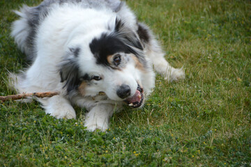 my Australian Shepherd