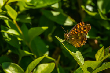 A yellow butterfly on the coast of Mount Igueldo, Guipuzcoa, Basque Country. Excursion from San Sebastián to the town of Orio through Mount Igeldo walking 3 friends.