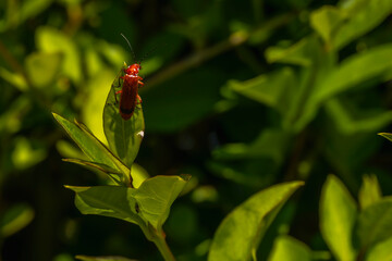 A beautiful insect on the coast of Mount Igueldo, Guipuzcoa, Basque Country. Excursion from San Sebastián to the town of Orio through Mount Igeldo walking 3 friends.